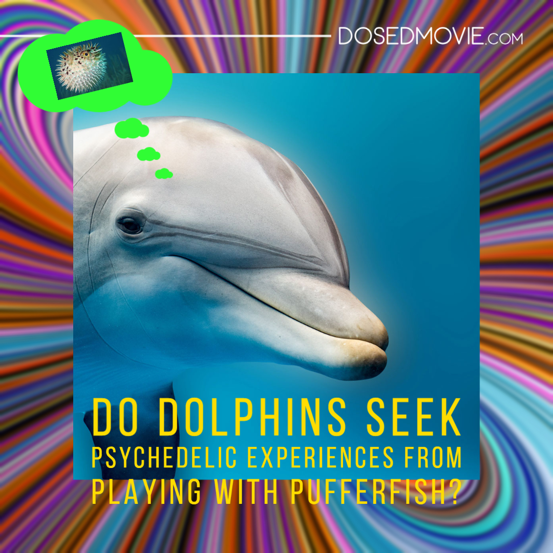 Dolphins Get High